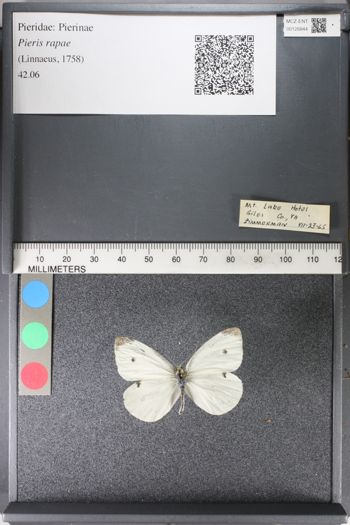Media type: image;   Entomology 126844